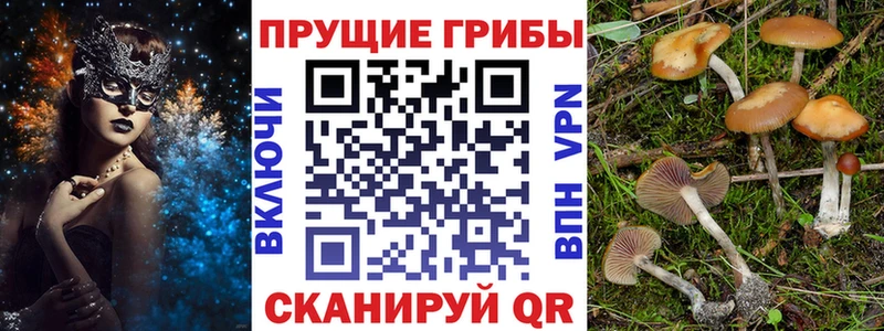 Псилоцибиновые грибы Psilocybe  площадка клад  Димитровград  дарнет шоп 